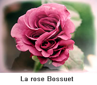 rose-bossuet